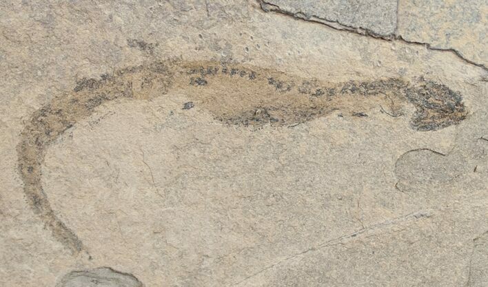 Permian Branchiosaur (Amphibian) Fossil #9965